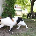 Greenslo Liubliana