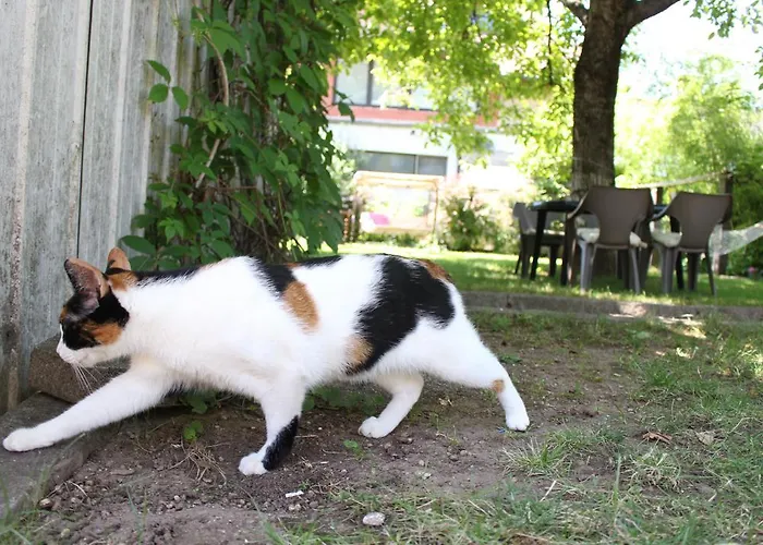 Greenslo 卢布尔雅那